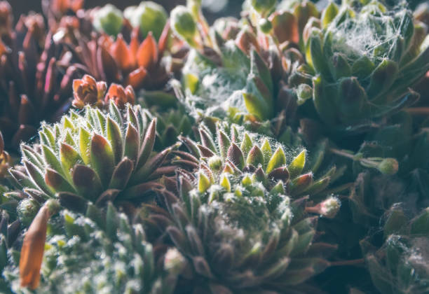 istock Dense cluster of ornamental succulents 1219514612
