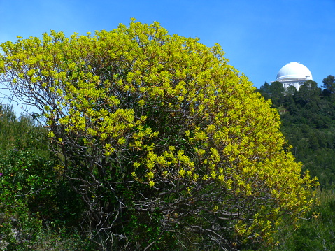 View towards Shane Observatory and the Automated Planet Finder telescope, Mt Hamilton, San Jose, San Francisco bay area, California