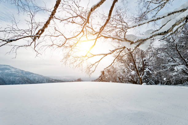 istock Tree branch covering with snow on mountain 1219515420