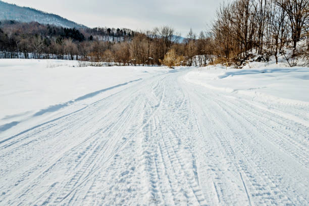 istock Tire tracks on the road through forest 1219516830