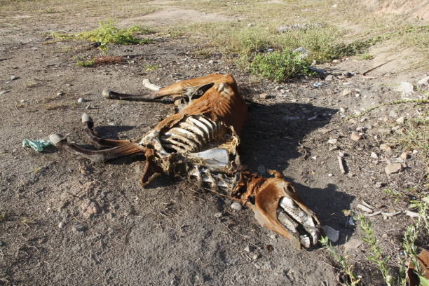 conde, bahia / brazil - March 27, 2013: dead animal skeleton is seen in a dry landscape in northeastern Brazil. The lack of rain devastates animal husbandry.