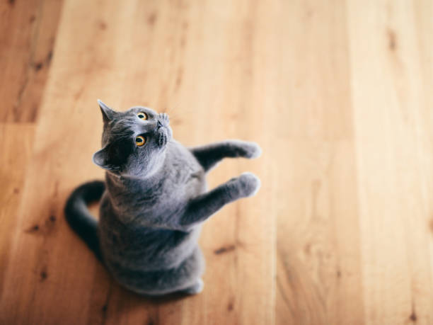 istock Funny British cat standing as if he was begging, asking. 1219518505