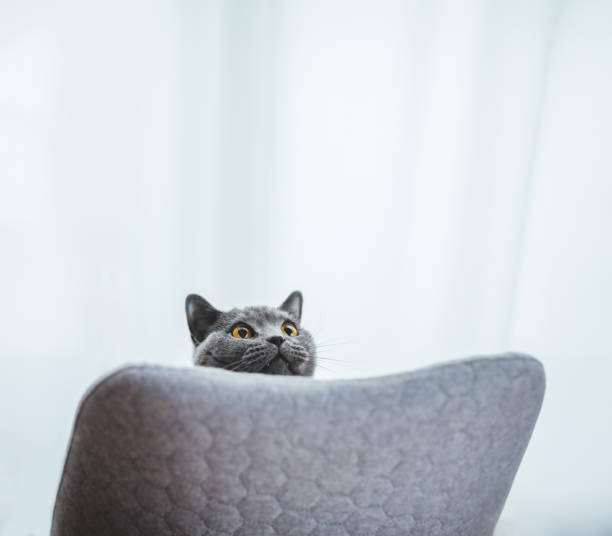istock Playful British cat peeking out behind chair 1219518552