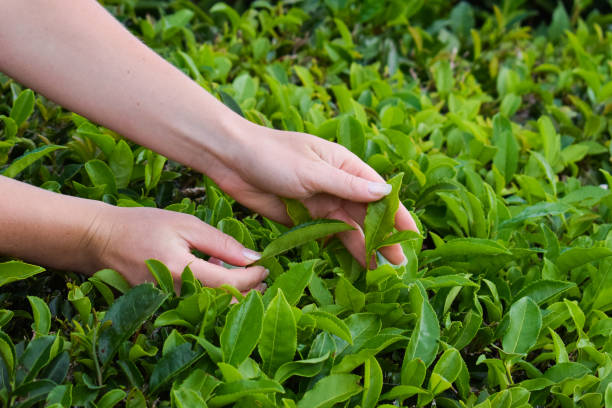 istock Tea harvesting, close up, hands picking leaves 1219518763