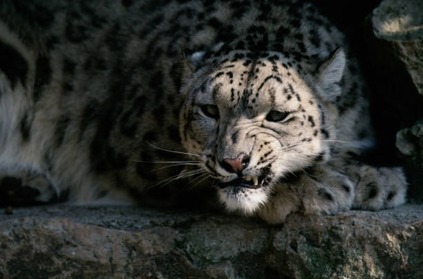 Snow leopard