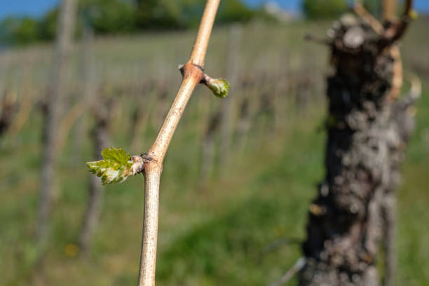 istock Bud of a grapevine in spring 1219519004