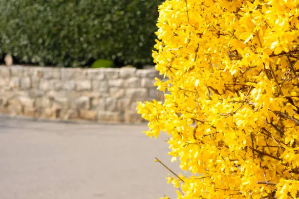 Forsythia hedge with yellow flowers close-up