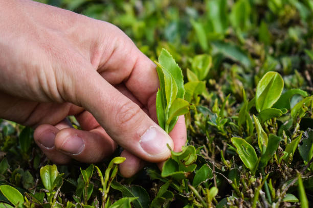 istock Tea harvesting, close up, hands picking leaves 1219520608