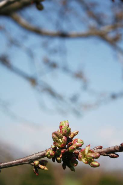 istock Buds of Cherry blossoms and leaves on branch 1219520737