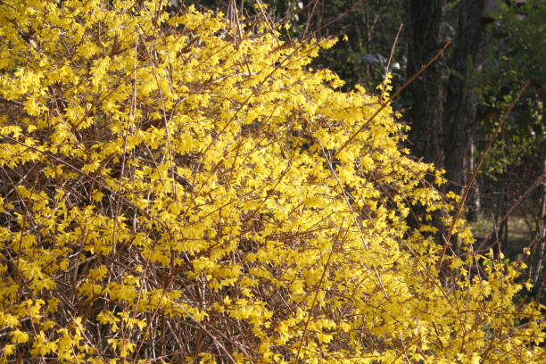 istock Forsythia bush with many yellow flowers 1219521271