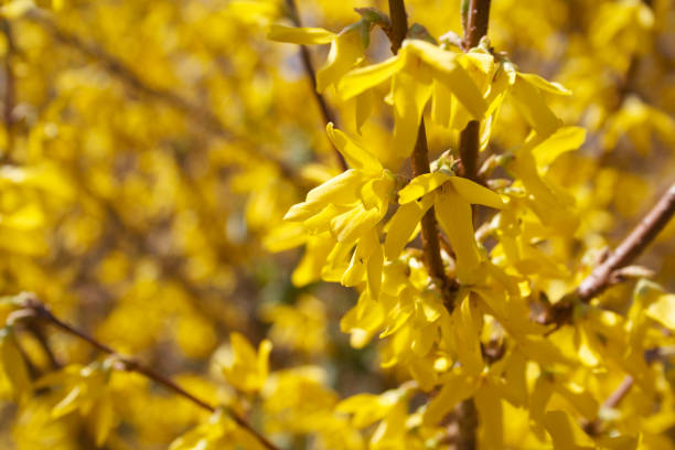 istock Forsythia branch with many yellow flowers 1219521297