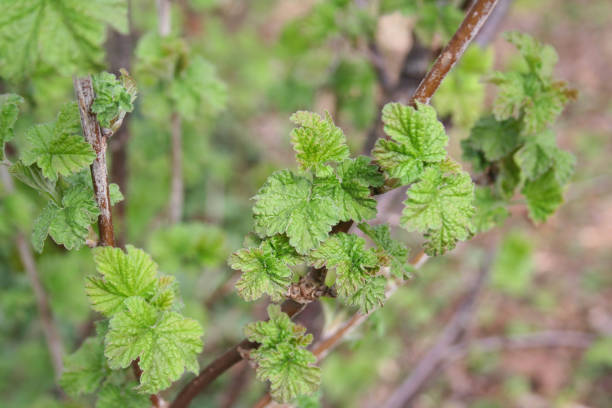 istock Red currant shrub with new fresh green leaves 1219521615