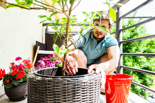 istock Young man re-potting plants 1219521784