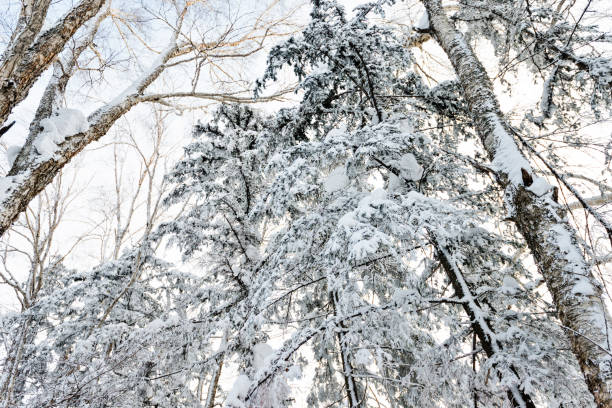 Tree branch covering with snow.