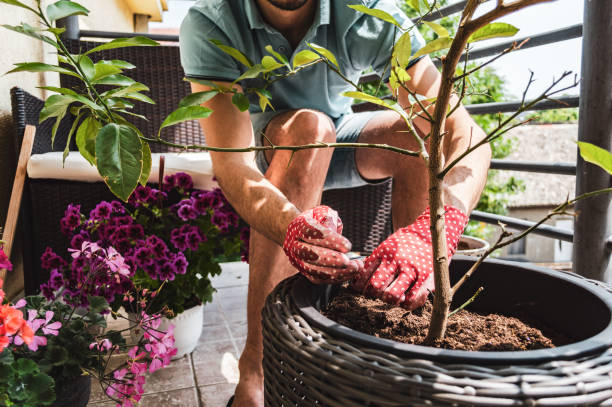 istock Young man re-potting plants 1219522236