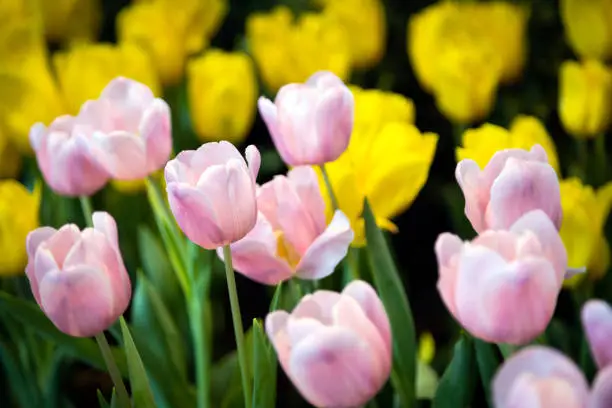 Photo of Close up of group of bright colorful tulips in the flower garden,pink and yellow tulips with beautiful bouquet background,festival in spring blooming tulip flowers,postcard beauty decoration concept