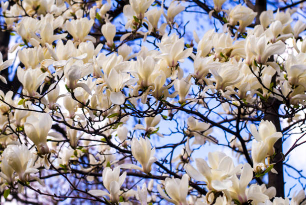 white magnolia flowers against blue sky - magnolia southern usa white flower imagens e fotografias de stock