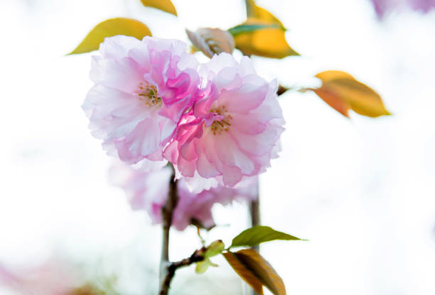 istock Beautiful pink cherry blossoms in spring 1219525622