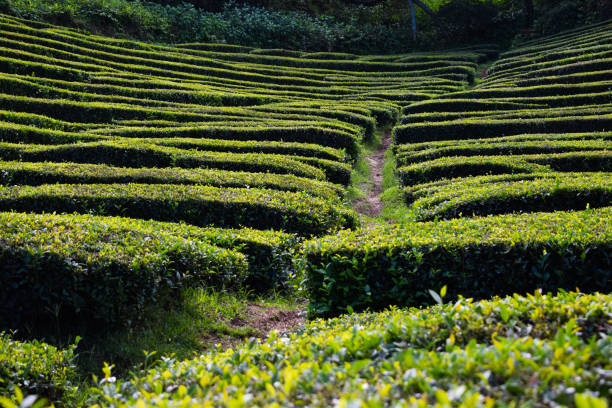istock Tea plantations on Azorean island 1219525693