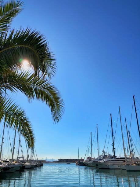 istock Palm in the port 1219526126