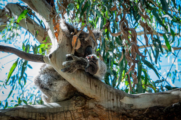 istock Koala, Phascolarctos cinereus, asleep on a tree branch of Eucalyptus tree, Kennett River, Victoria, Australia 1219526250