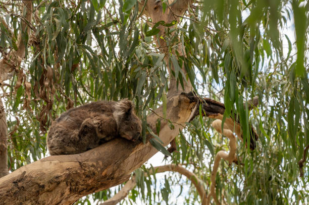 koala, phascolarctos cinereus, endormi sur une branche d’arbre de l’arbre d’eucalyptus, fleuve de kennett, victoria, australie - bluegum tree photos et images de collection