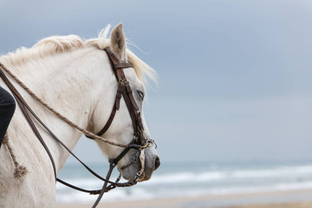 istock Head of a white horse on the beach 1219526323