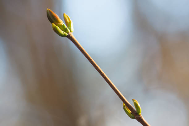 istock The new leaves from the buds on the trees in spring 1219527205