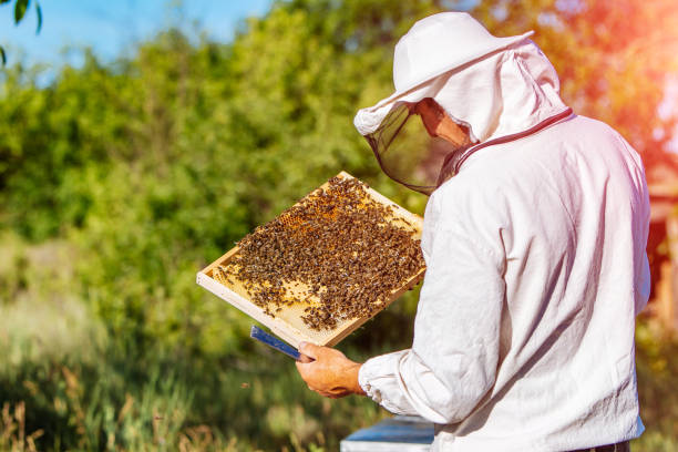istock Beekeeper is working with bees and beehives on the apiary. 1219529109