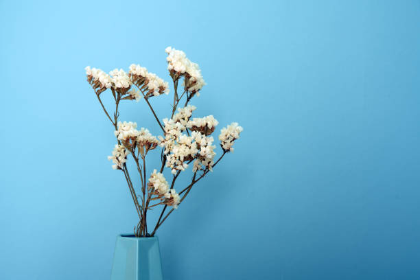 istock White meadow flower in a blue vase against a blue background 1219529112