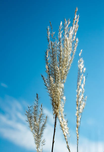 istock Tops of reed branches 1219531418