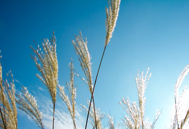 istock Tops of reed branches 1219531435