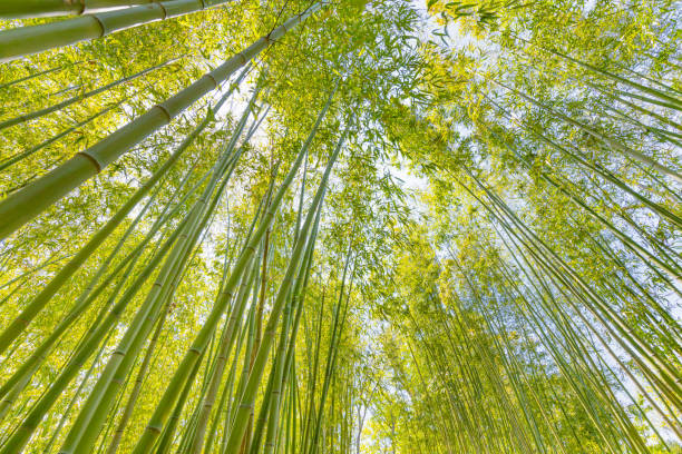 istock Beautiful fresh green bamboo fores 1219532946