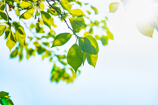 Low angle view of tree with fresh green leaves against clear sky with copy space.