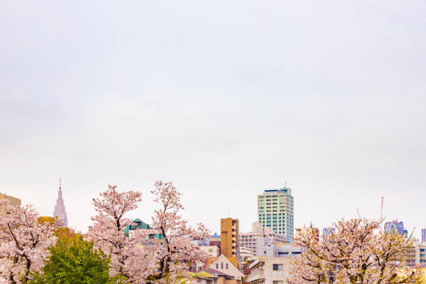 Tokyo building and cherry blossoms in full bloom