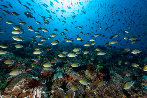 rusningstid på coral reef, school of philippines chromis chromis scotochiloptera, komodo national park, indonesien - ascidiacea bildbanksfoton och bilder