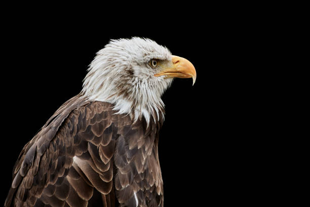 istock Close-up of a majestic bald eagle (Haliaeetus leucocephalus) isolated on black background 1219536319