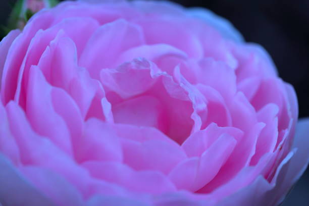 istock The Essence of Spring blooming moments under the sun light 1219536439