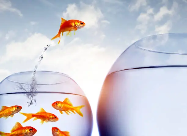 goldfish jumping out of the water from a crowded bowl