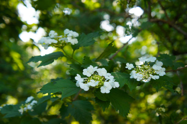 viburnum sargentii shrub with white flowers - viburnum imagens e fotografias de stock