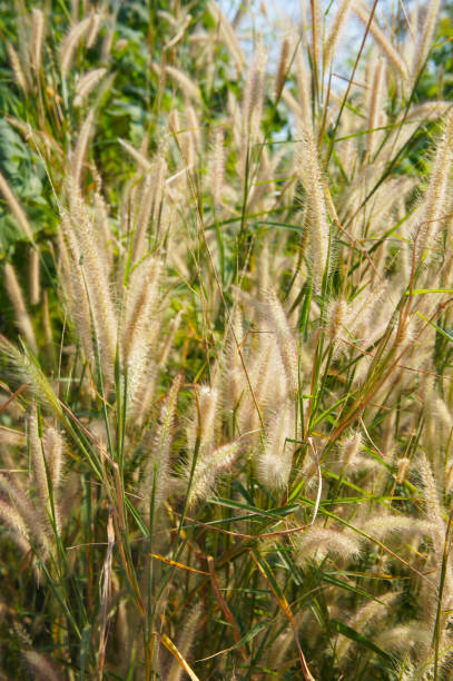 Pennisetum alopecuroides hameln or  fountaingrass plant in sunlight vertical stock photo