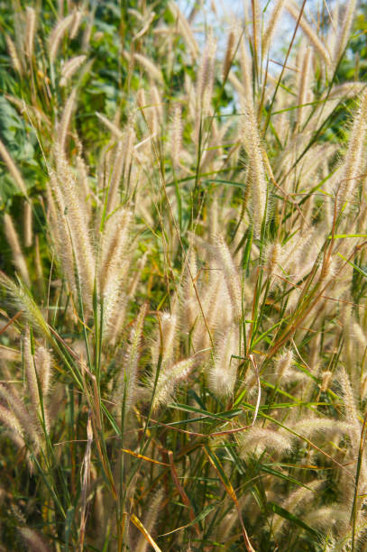 pennisetum alopecuroides hameln ou fonte de capim na luz solar vertical - pennisetum - fotografias e filmes do acervo