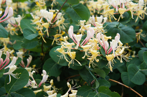 Stock photo of climbing flowering honeysuckle vine plant (lonicera sempervirens) with white and cream flowers, growing trumpet Japanese honeysuckle plants in ornamental flower garden with seasonal blooms and blurred green gardening background / copy space text