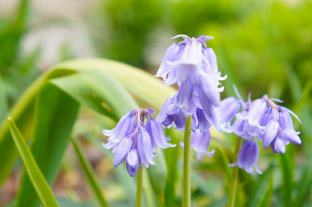 istock Scilla nonscripta or wood hyacinth spanish bluebells blue flowers soft focus 1219537778