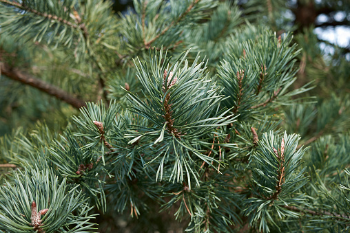 Pinus sylvestris close up