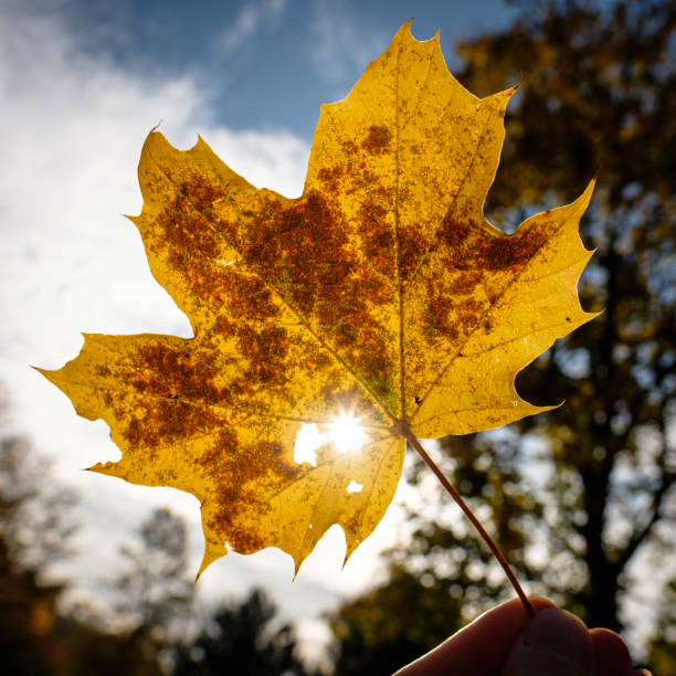 istock Maple tree in autumn with sun star 1219539731