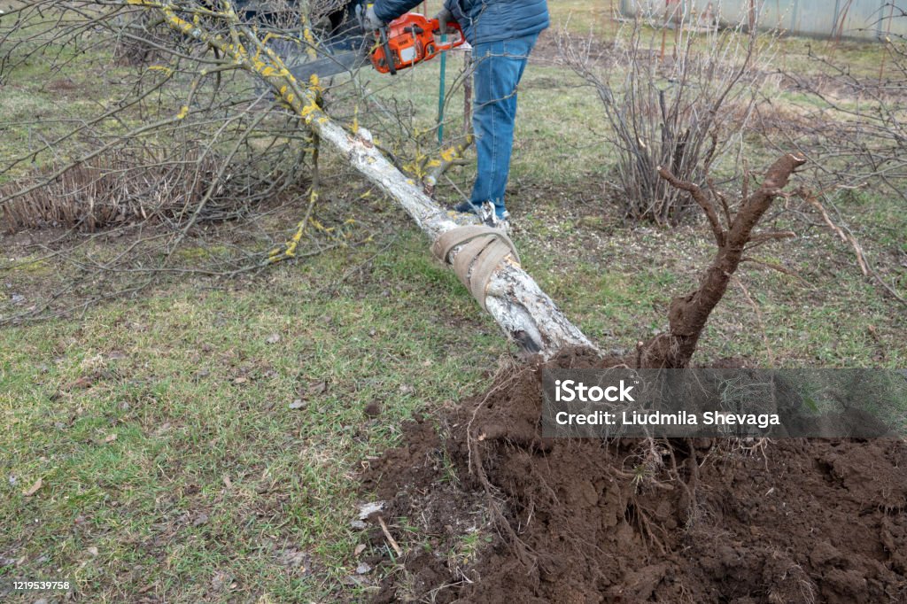 bir elektrikli testere ve profesyonel aletler kullanarak ağaçları kesme adam - Royalty-free Ağaç Stok görsel bir elektrikli testere ve profesyonel aletler kullanarak ağaçları kesme adam - Royalty-free Ağaç Stok görsel
