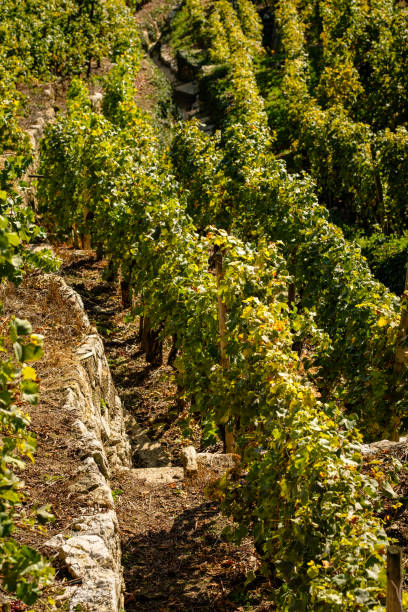 istock Vineyard steep slope in Germany 1219540256