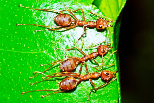 개미 스트레칭 다리, 물고 잎, 건물 둥지. - teamwork ant cooperation challenge 뉴스 사진 이미지