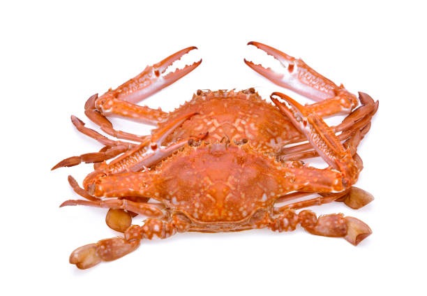 istock horse crab isolated on white background 1219541117